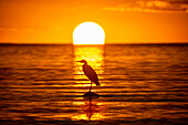 A heron sits on a stone in the Baltic Sea at sunset, Baltic Sea, Ostholstein, Schleswig-Holstein