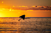 Herons in flight over the Baltic Sea at sunset, Baltic Sea, Ostholstein, Schleswig-Holstein
