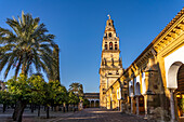 Orangenhof und Glockenturm der Mezquita - Catedral de Córdoba in Cordoba, Andalusien, Spanien 