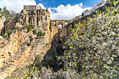 Kirschblüte und die Puente Nuevo Neue Brücke über die Schlucht Tajo de Ronda, Ronda, Andalusien, Spanien
