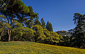 Wiese mit Wildblumen, Parco Termale, im Hintergrund  Bergdorf Montecatini Alto, Montecatine Terme, Toskana, Italien