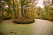 Herbstwald auf dem Apllinariaberg, Remagen, Rheinland-Pfalz, Deutschland