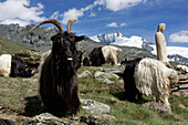 Valais black-necked goats at the Taeschhuette, Mattertal, Valais, Switzerland.