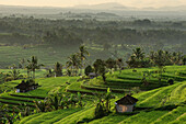 Rice fields at Jatiluwih, Bali, Indonesia, Asia