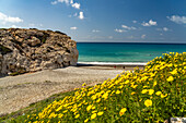 Frühlingsblumen am Strand von Petra tou Romiou, dem Felsen der Aphrodite in Kouklia bei Paphos, Zypern, Europa