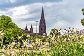 Blick vom Stadtgarten auf das Freiburger Münster, Freiburg im Breisgau, Schwarzwald, Baden-Württemberg, Deutschland