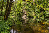 Landschaft am Fluss Murg, Murgtal, Schwarzwald, Baden-Württemberg, Deutschland