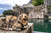 Cat in front of the Venetian city walls in Kotor, Montenegro, Europe