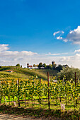 Die Hügel und Weinberge rund um Gattinara an einem Herbstnachmittag. Gattinara, Bezirk Vercelli, Piemont, Italien