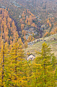 Einsame Hütte auf einer von Wäldern umgebenen Alm. Lys-Tal, Aostatal, Italien