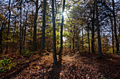 Sunlight filters through autumn forest, Rheinsberg, Brandenburg, Germany
