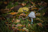 Mushroom in autumn leaves