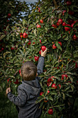 Kleiner Junge pflückt einen roten Apfel vom Apfelbaum im Alten Land, Deutschland