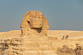 Africa, Egypt, Cairo. Giza plateau. Great Sphinx of Giza.
