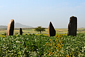 Grabspuren an Dungur (Dungur' Addi Kite) Palastruinen, Aksum, Äthiopien
