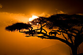 Kenya, Samburu National Reserve. Leopard silhouette in acacia tree.