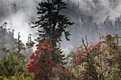Rhododendron in bloom in the forests of Paro Valley, Bhutan