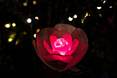 An illuminated red rose