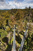 New Zealand, South Island, West Coast, Hokitika, West Coast Treetops Walkway, elevated steel walkway 20 meters above the forest