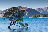 Neuseeland, Südinsel, Otago, Wanaka, Lake Wanaka, einsamer Baum, Dämmerung