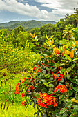Karibik, Trinidad. Tropische Dschungellandschaft mit Blumen