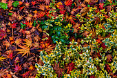 Japanese maple leaves on ground in Nelson, British Columbia, Canada