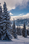 Revelstoke British Columbia, Kanada, schneebedeckte immergrüne Bäume