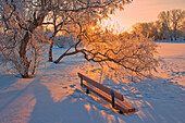 Canada, Manitoba, Winnipeg. Hoarfrost at sunrise with bench