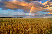 Canada, Manitoba, Lorette. Wheat field and rainbow after storm.