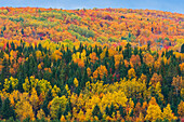 Canada, New Brunswick, Aroostook. Acadian forest in autumn foliage
