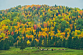 Kanada, New Brunswick, Saint-Jacques. Akadischer Wald im Herbstlaub