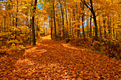 Kanada, Ontario, Fairbank Provincial Park. Sugar Maple Tree Blätter bedecken die Straße im Herbst.