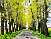 Tschechische Republik. Von Bäumen gesäumte Straße durch ein Rapsfeld in der Region Hradec Kralove in der Tschechischen Republik