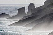Brecher und Gischt, die Klippen von Mykinesholmur. Insel Mykines, Teil der Färöer-Inseln im Nordatlantik. Dänemark