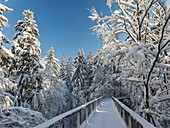 The Canopy Walkway (Baumwipfelpfad) of the visitor center of the National Park Bavarian Forest (Bayerischer Wald) in Neuschoenau in the deep of winter. Bavaria, Germany ()