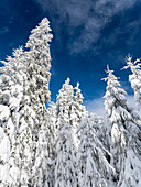 Snowy forest in the National Park Bavarian Forest (Bayerischer Wald) in the deep of winter. Bavaria, Germany ()