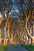 UK, Northern Ireland, County Antrim, Ballymoney, The Dark Hedges, tree-lined road at dawn