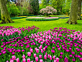 Niederlande, Lisse, Keukenhof-Gärten mit Tulpenblüten, umgeben von Bäumen