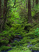 Forest near Cabeco Grodo. Faial Island, an island in the Azores in the Atlantic Ocean. The Azores are an autonomous region of Portugal.