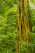 Costa Rica, Nebelwaldreservat Monteverde. Banyan-Baum im Wald