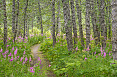 USA, Alaska, Kenai Peninsula. Trail through birch forest and fireweed