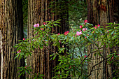 Rhododendron und riesige Redwood-Baumstämme, Redwood National and State Park, Kalifornien