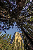 El Capitan durch Pinienbäume, Yosemite National Park, Kalifornien