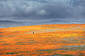 USA, California, Mojave Desert. California poppy super bloom