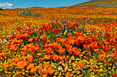 USA, Kalifornien. Superbloom-Hang mit Mohnblumen und Goldfeldern in der Nähe von State Poppy Reserve, Lancaster, Kalifornien