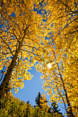 Low Angle View nach oben durch Espen in Herbstfarben, Uncompahgre National Forest, Colorado