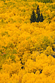 Massive mountain slope of dense aspen trees and evergreens in fall color, Uncompahgre National Forest, Sneffels Range, Sneffels Wilderness Area, Colorado