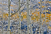 Rocky Mountains aspen grove autumn snows, Keebler Pass, Colorado.