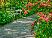 USA, Delaware. Gehweg in einem Garten mit Azaleen und einer Parkbank.