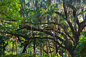 Florida, tropischer Garten mit Palmen und lebender Eiche, bedeckt mit spanischem Moos